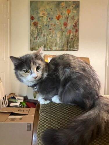 LED Light Pet Nail Clippers with cover photo review