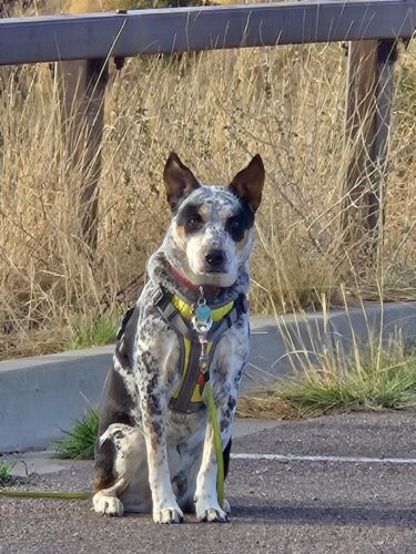 Pet Brush with button Cat comb dog Brush photo review