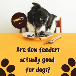 dog slow feeder mat