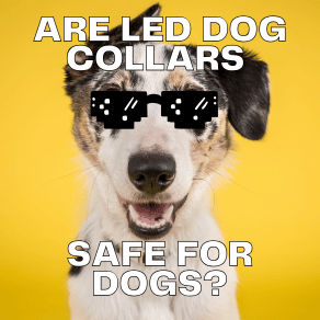dog collars