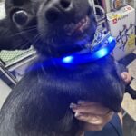USB rechargeable dog LED collar photo review