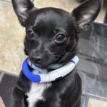 USB rechargeable dog LED collar photo review