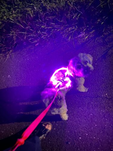 USB rechargeable dog LED collar photo review