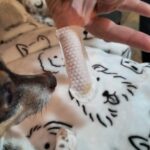 Largest Pet Dental Finger Wipes 50pcs photo review