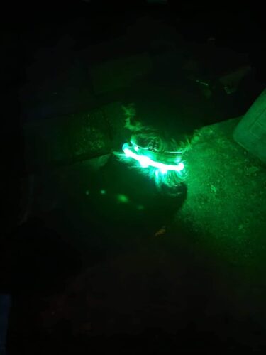 USB rechargeable dog LED collar photo review