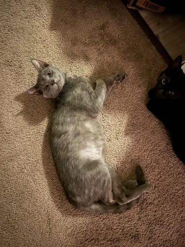 Click to view full screen Pet Water Fountain 4.0L/135oz APP Control for dog photo review