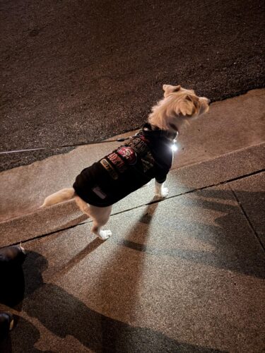 Click to view full screen 2pcs Rechargeable LED Dog Collar Light for night walk photo review