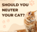 should you neuter a cat