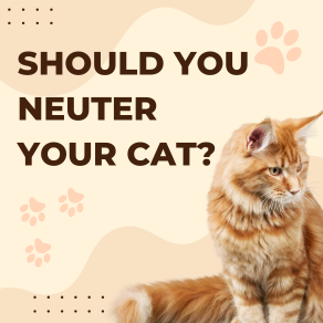 should you neuter a cat