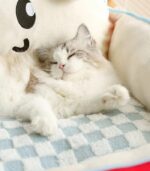 Sofa Pet Bed